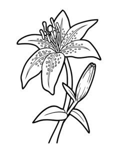 Flower Botanical Lily Tracing Shape Pdf, Free Vectors File